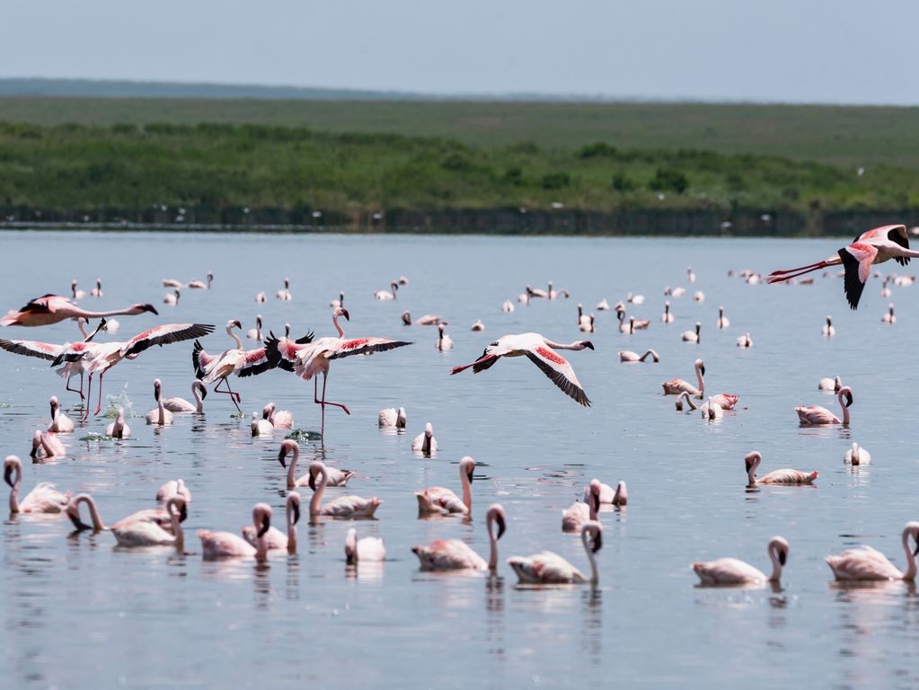 Flamingo's Tanzania
